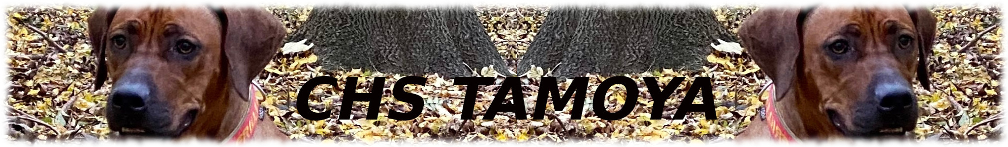 Banner odkazující na hlavní stránku